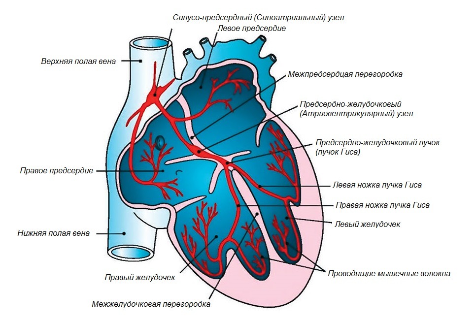 Схема проводящей системы сердца