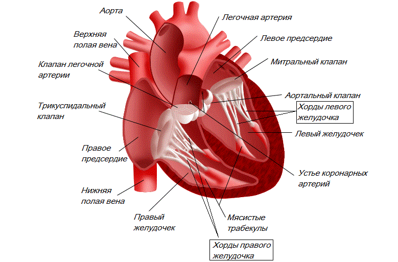Строение сердца изнутри