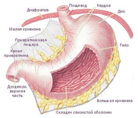 Варикозное расширение вен в желудке причины способы лечения thumbnail